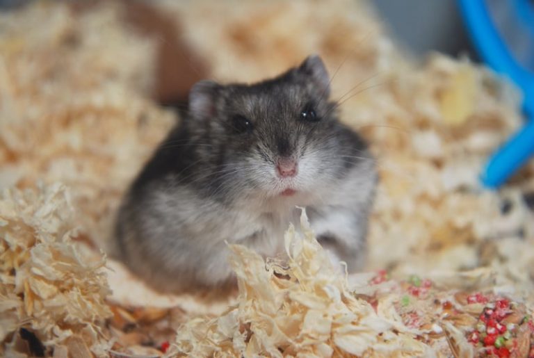 Hamster Diarrhea Symptoms And Treatment Hamsteropedia