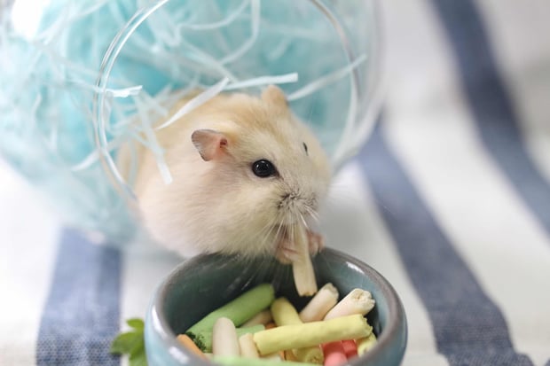 hamster eating more than usual