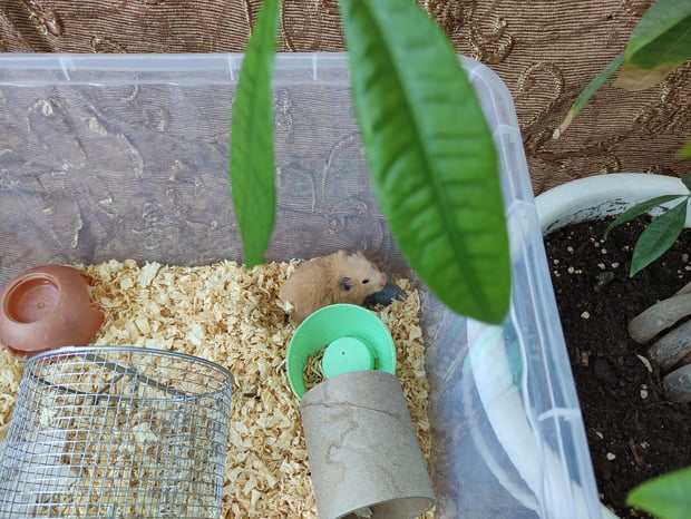 hamster in cage sawdust