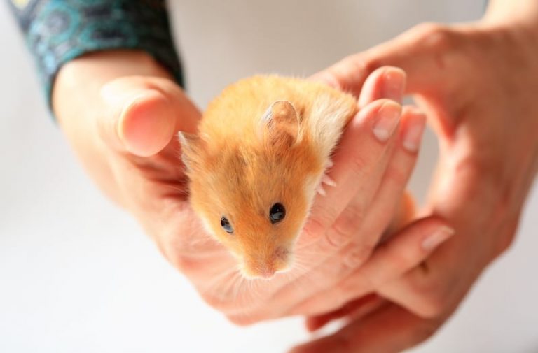 Hamster Temperature Guide To Keeping Your Pet Warm Hamsteropedia