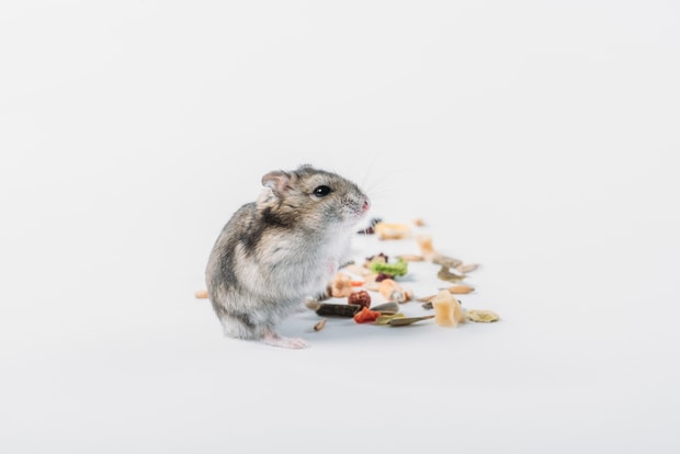 cute hamster with pelleted food