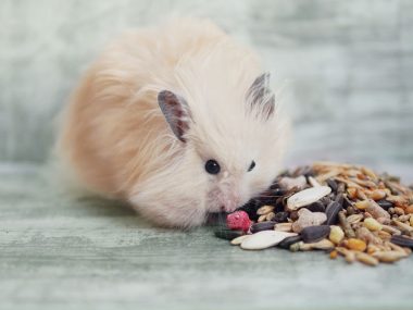 fat hamster