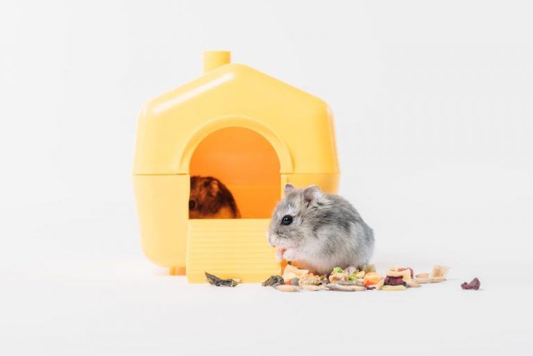 10 Best Hamster Foods To Give Your Buddy Hamsteropedia