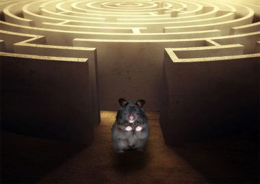 hamster maze