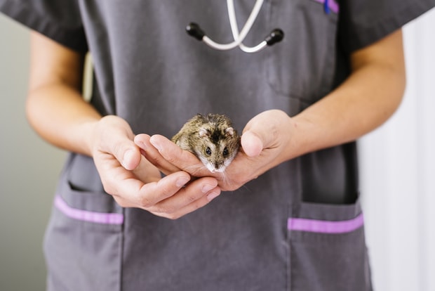 taking your hamster to a vet
