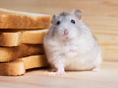 can hamster eat bread