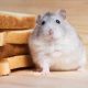 can hamster eat bread