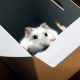 cute hamster in a box