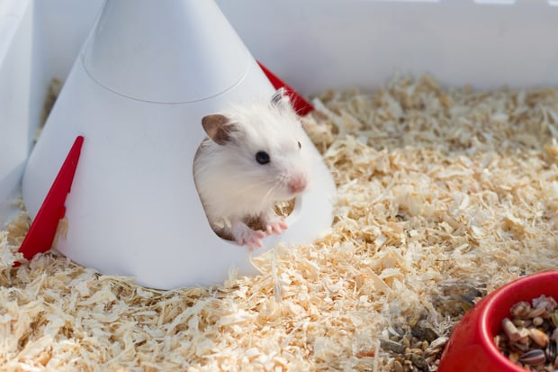hamster in a spacious cage and clean bedding