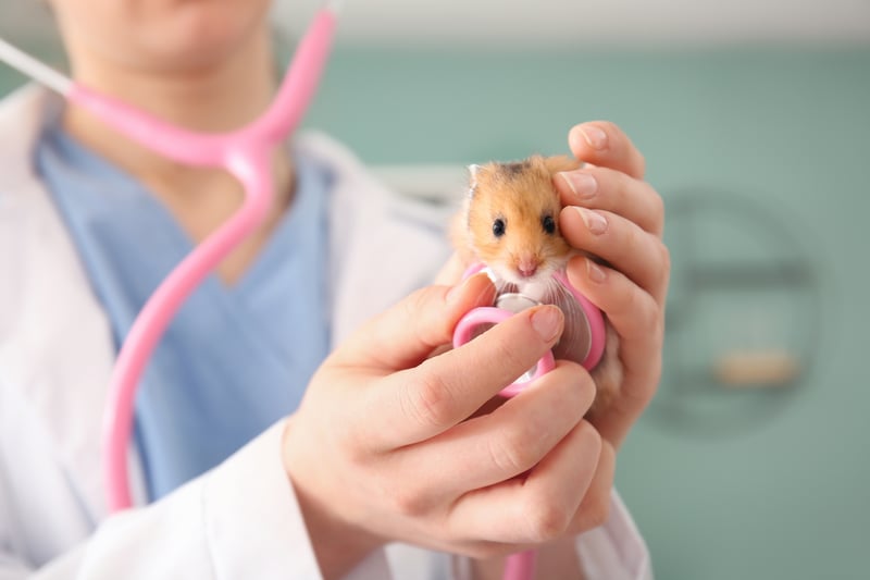 hamster in veterinarian hands