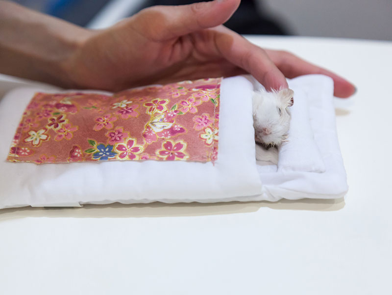 hamster on a death bed