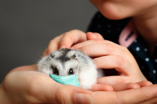 hamster with a medical mask