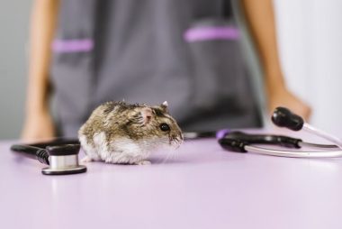 hamster with a vet on the background