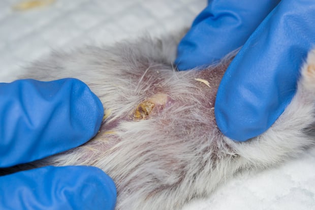 hamster with abscess observed by a vet