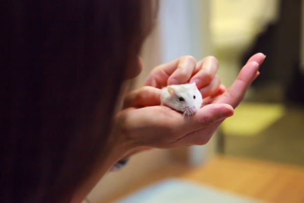 holding your hamster in your hands safely