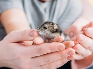 how to tame a hamster