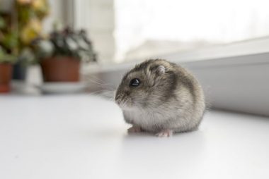 little dwarf hamster near the window