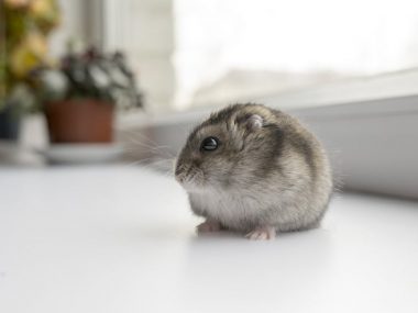 little dwarf hamster near the window