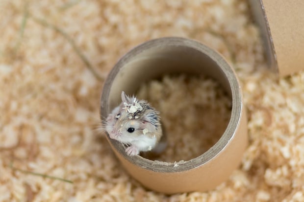 baby hamster becoming aware of sounds