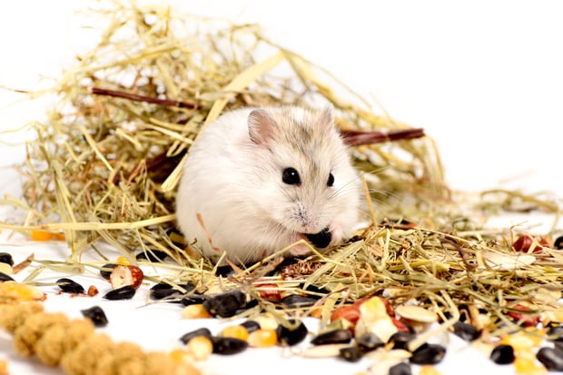 djungarian hamster on hay background