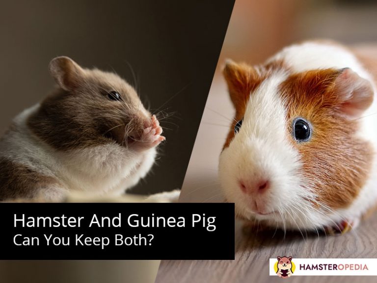 Dog And Hamster Everything You Need To Know Hamsteropedia