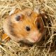 hamster in hay