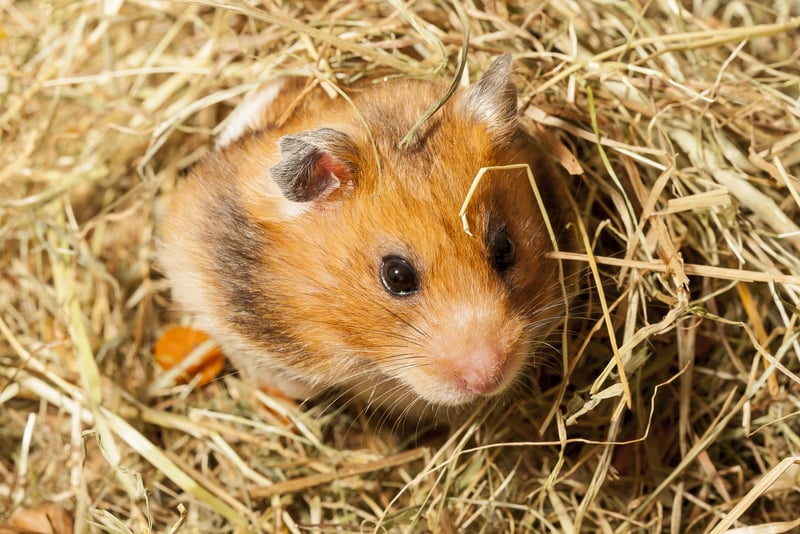 hamster in hay