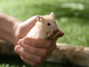 hamster outdoor on a woman's hands