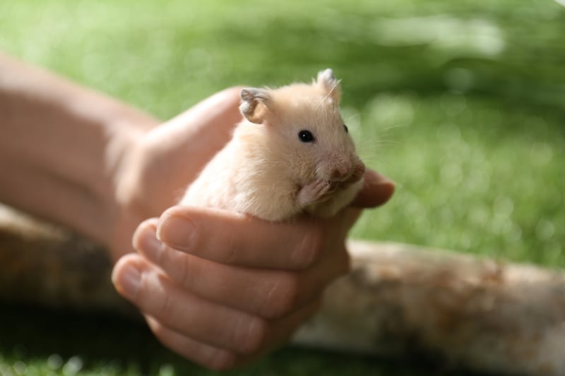 hamster outdoor on a woman's hands