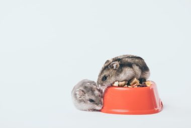 can hamsters live together