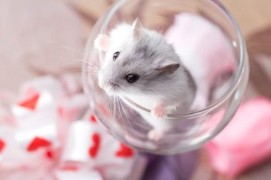 cute djungarian hamster in a glass