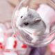 cute djungarian hamster in a glass