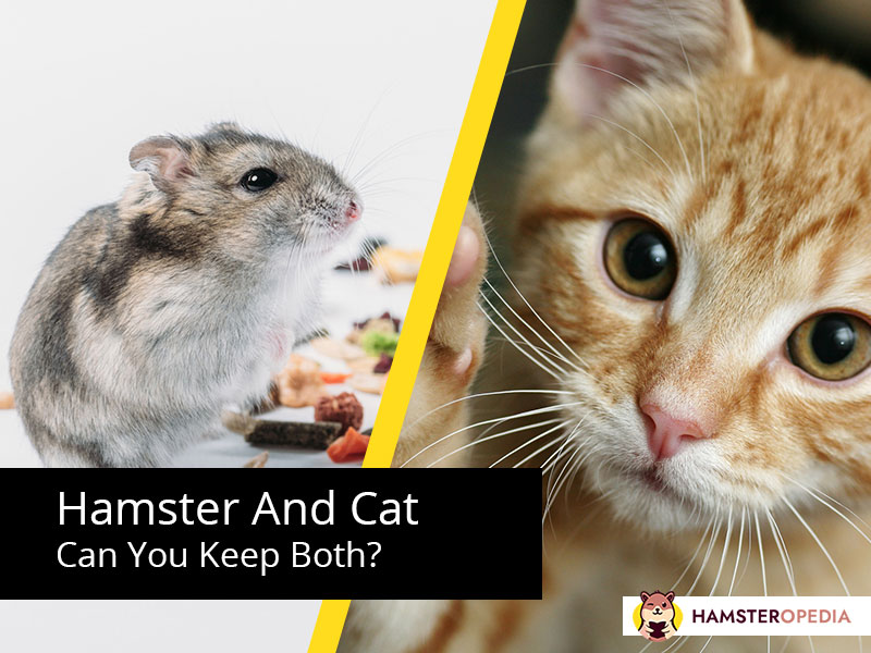hamster and cat can you keep both