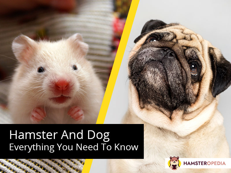 hamster and dog everything you need to know