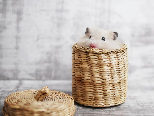 hamster hiding