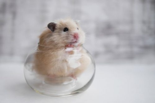 cute light beige hamster